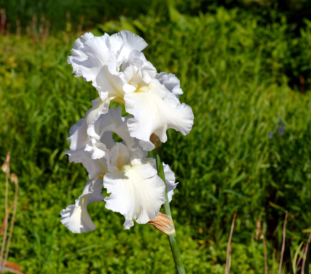 iris blossom bloom free photo