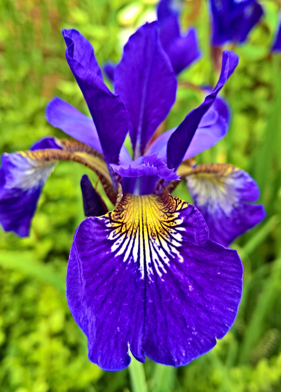 iris early flower garden free photo