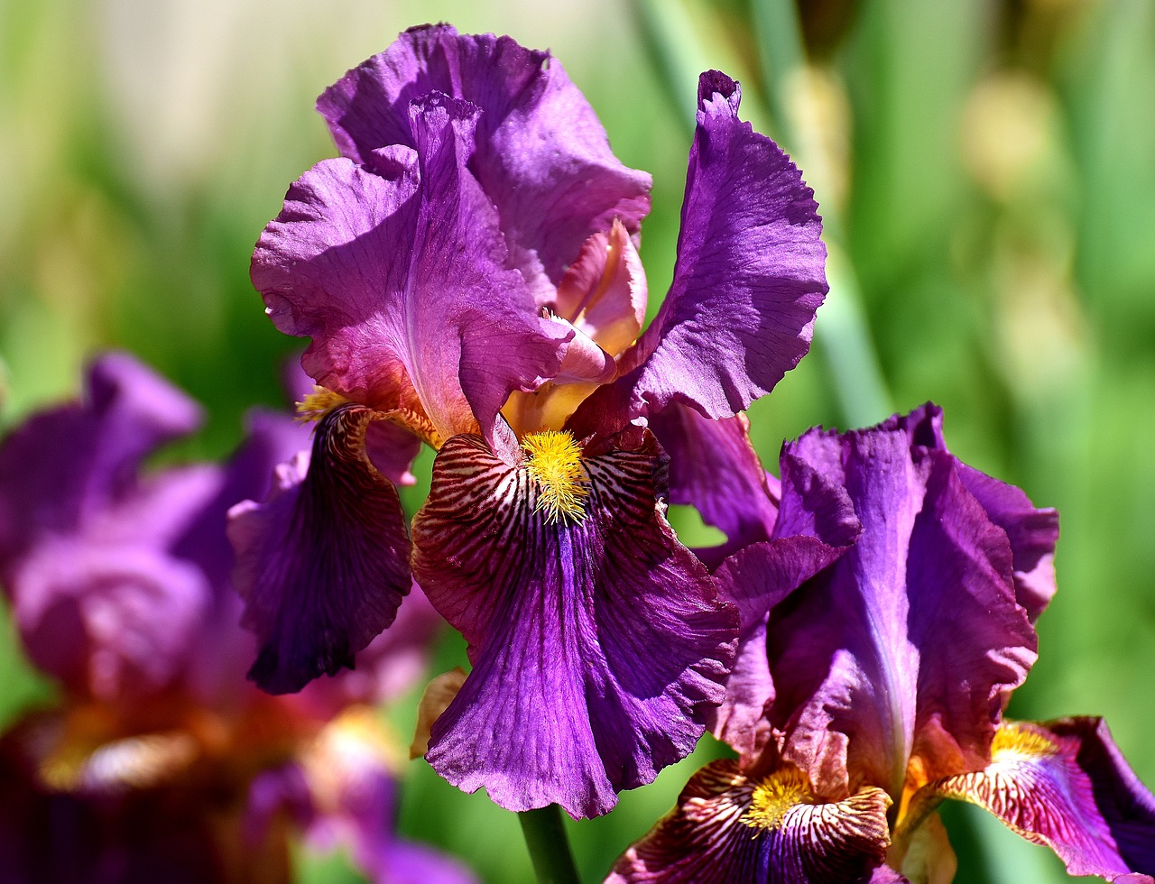 iris flower summer free photo