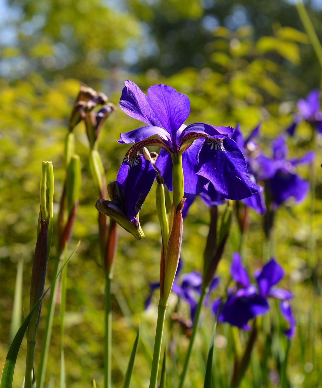 iris blossom bloom free photo