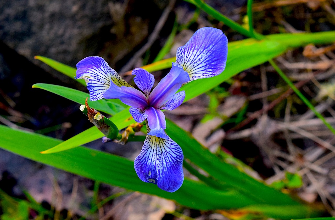 iris blue flower free photo