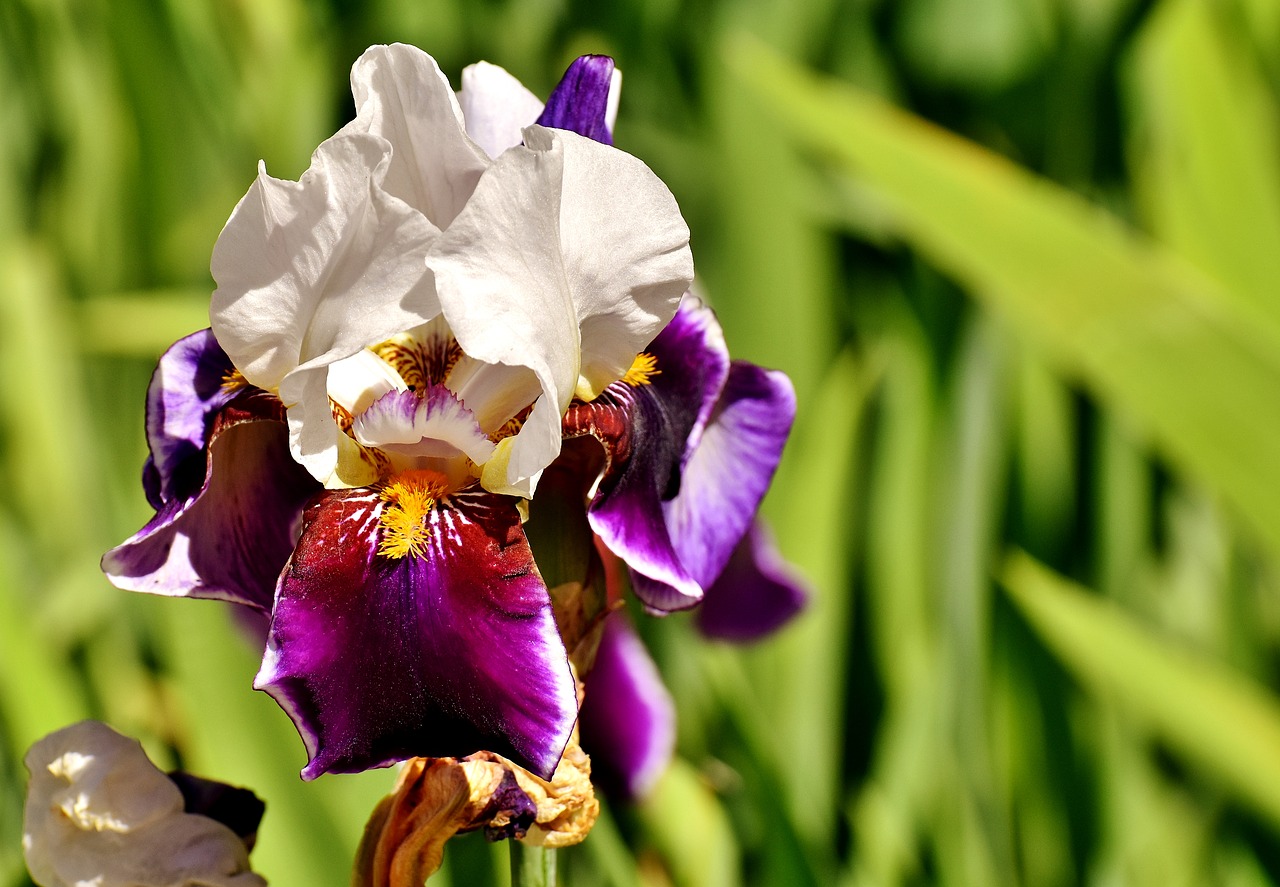 iris flower summer free photo