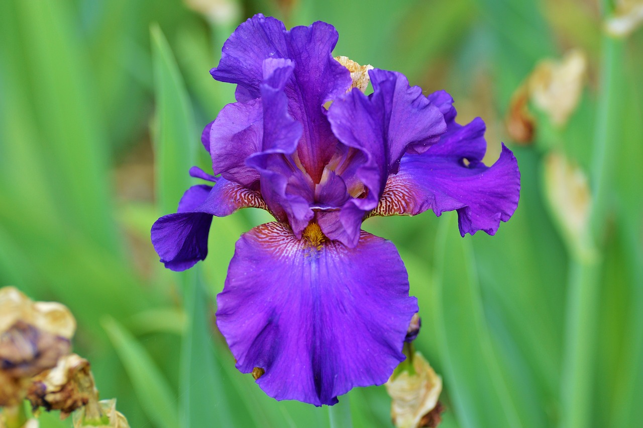 iris flower lily free photo