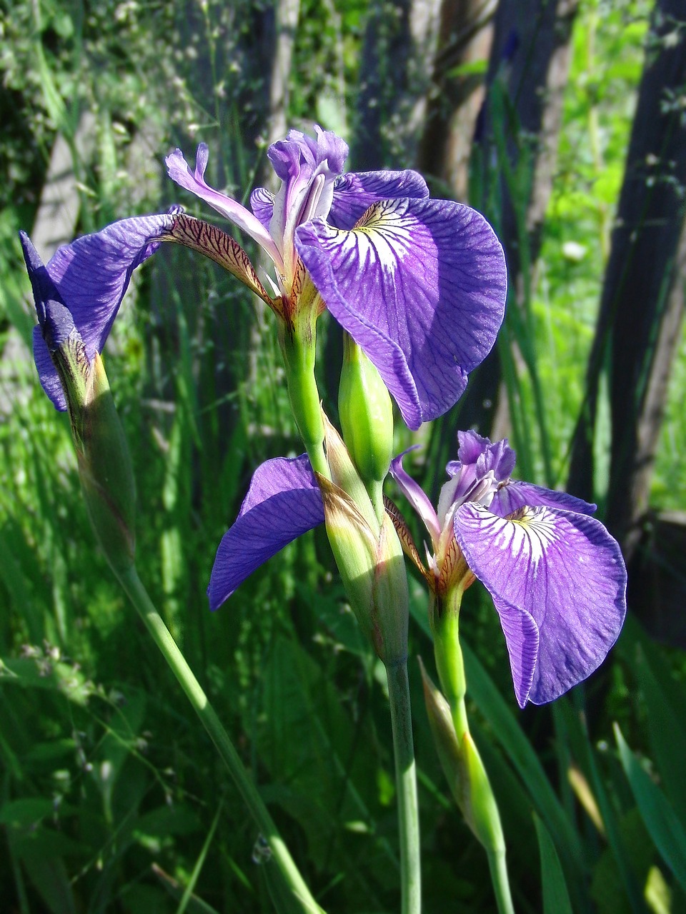 iris wild iris purple flower free photo
