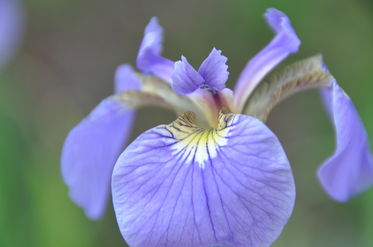 iris flowers affix free photo