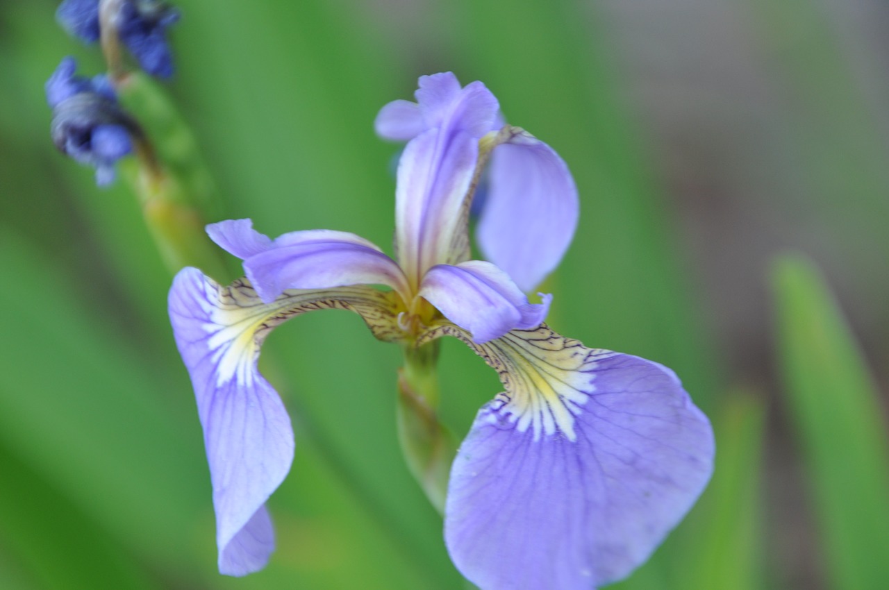 iris flowers affix free photo