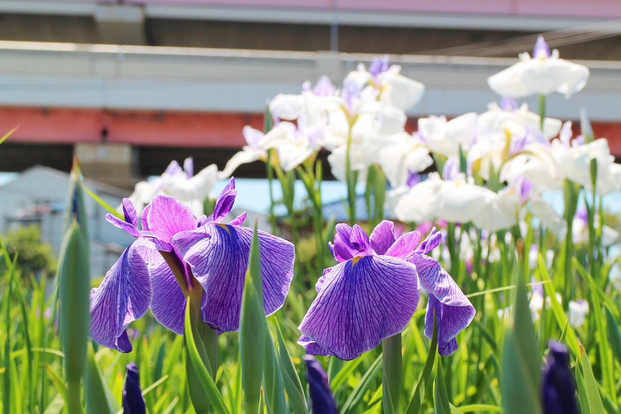 iris flowers june free photo