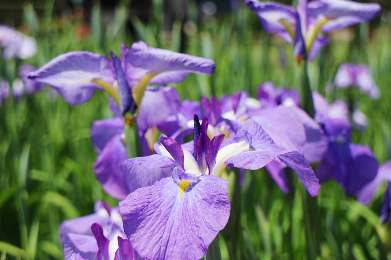 iris flowers june free photo