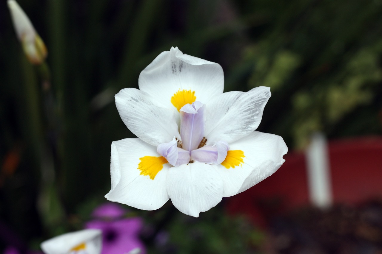 iris flower white free photo
