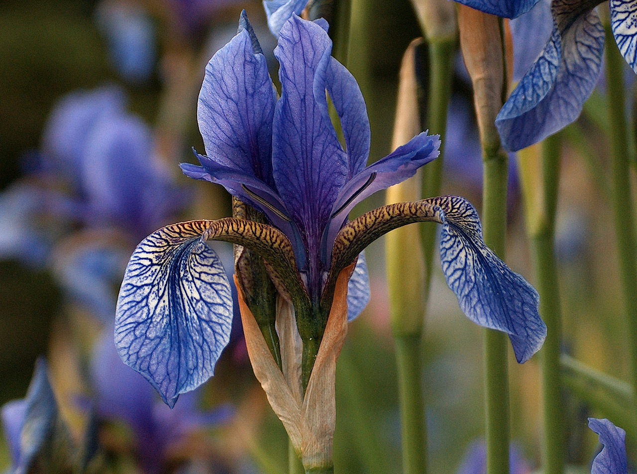 iris flower blue free photo