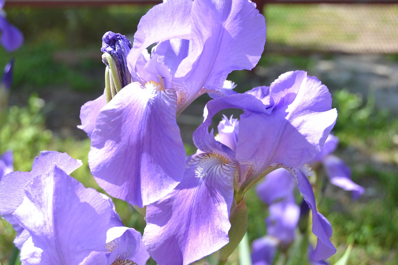 iris flower summer free photo