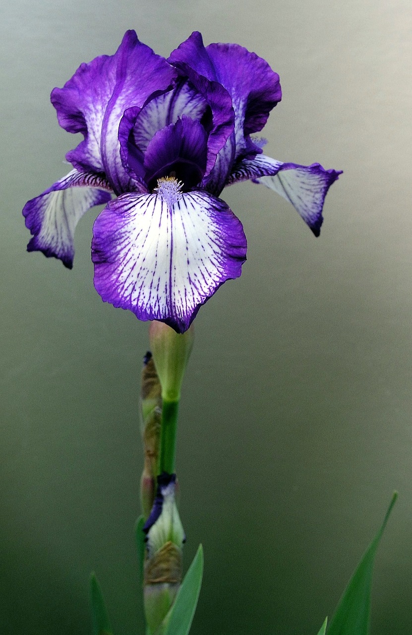 iris flower stem free photo