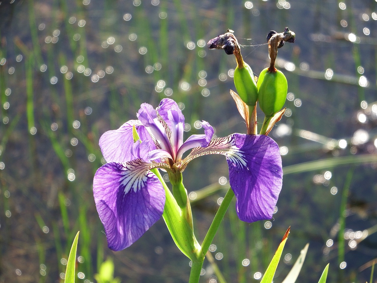 iris flower summer free photo