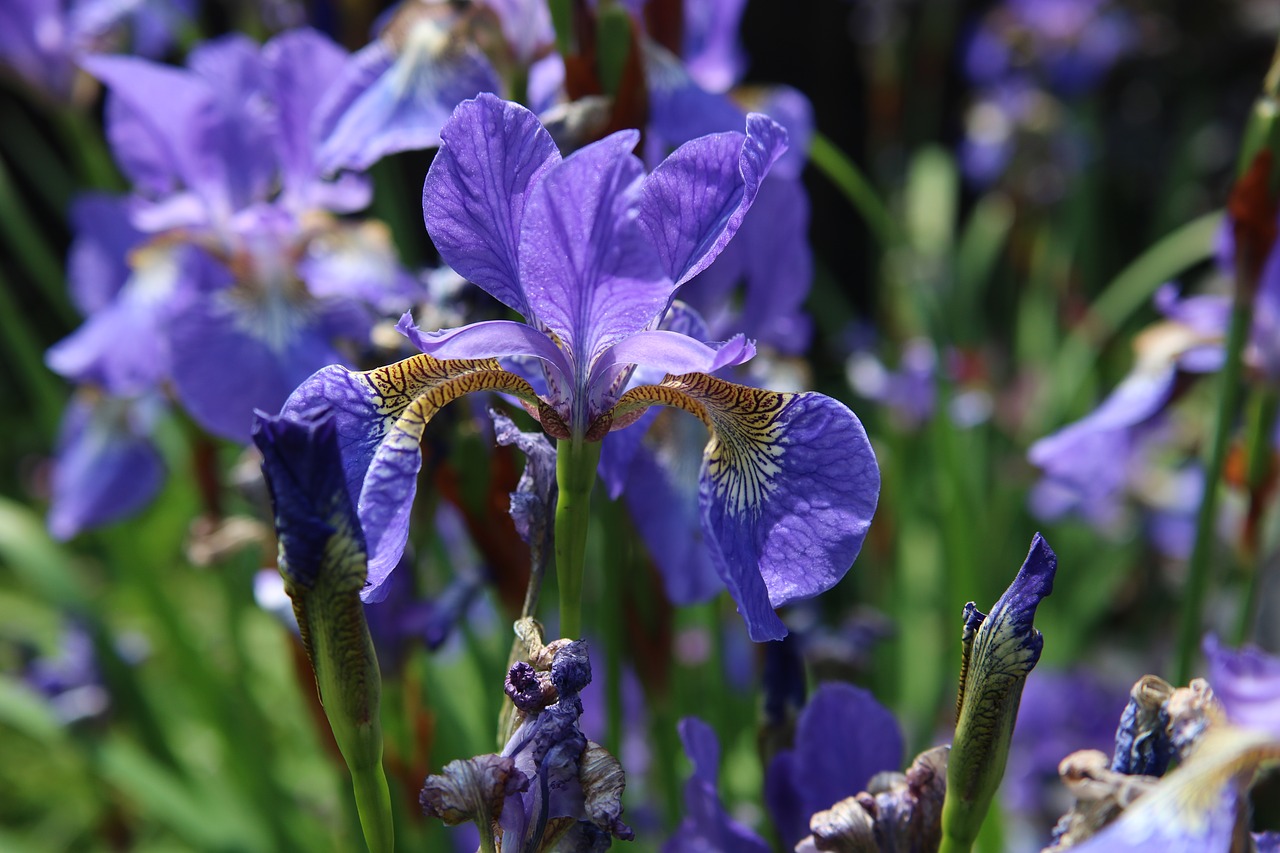 iris blue purple free photo