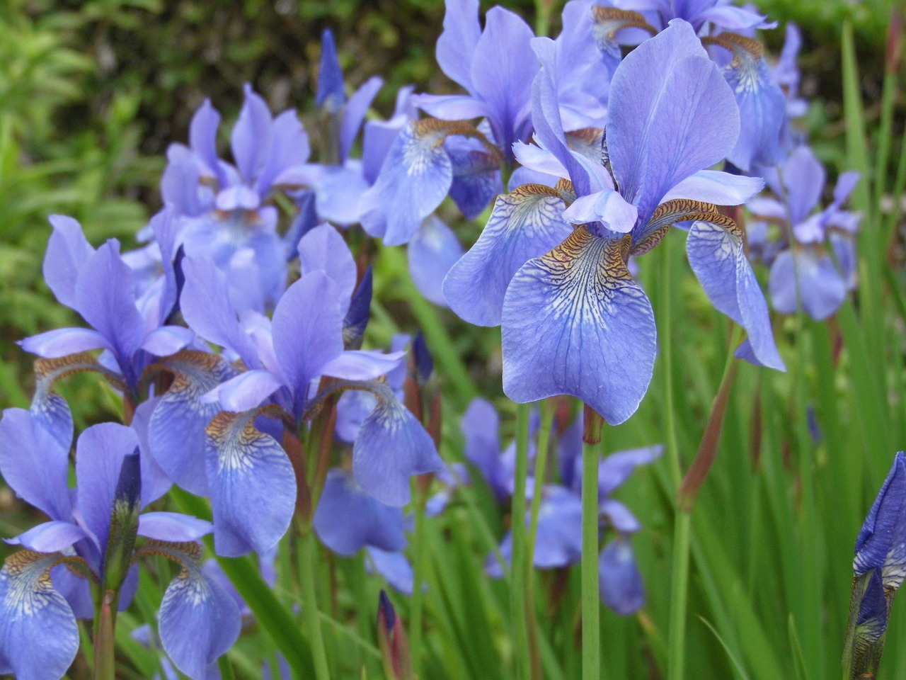 iris blue flower free photo