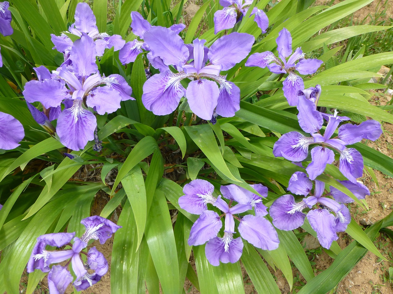 iris flowers blossoms free photo