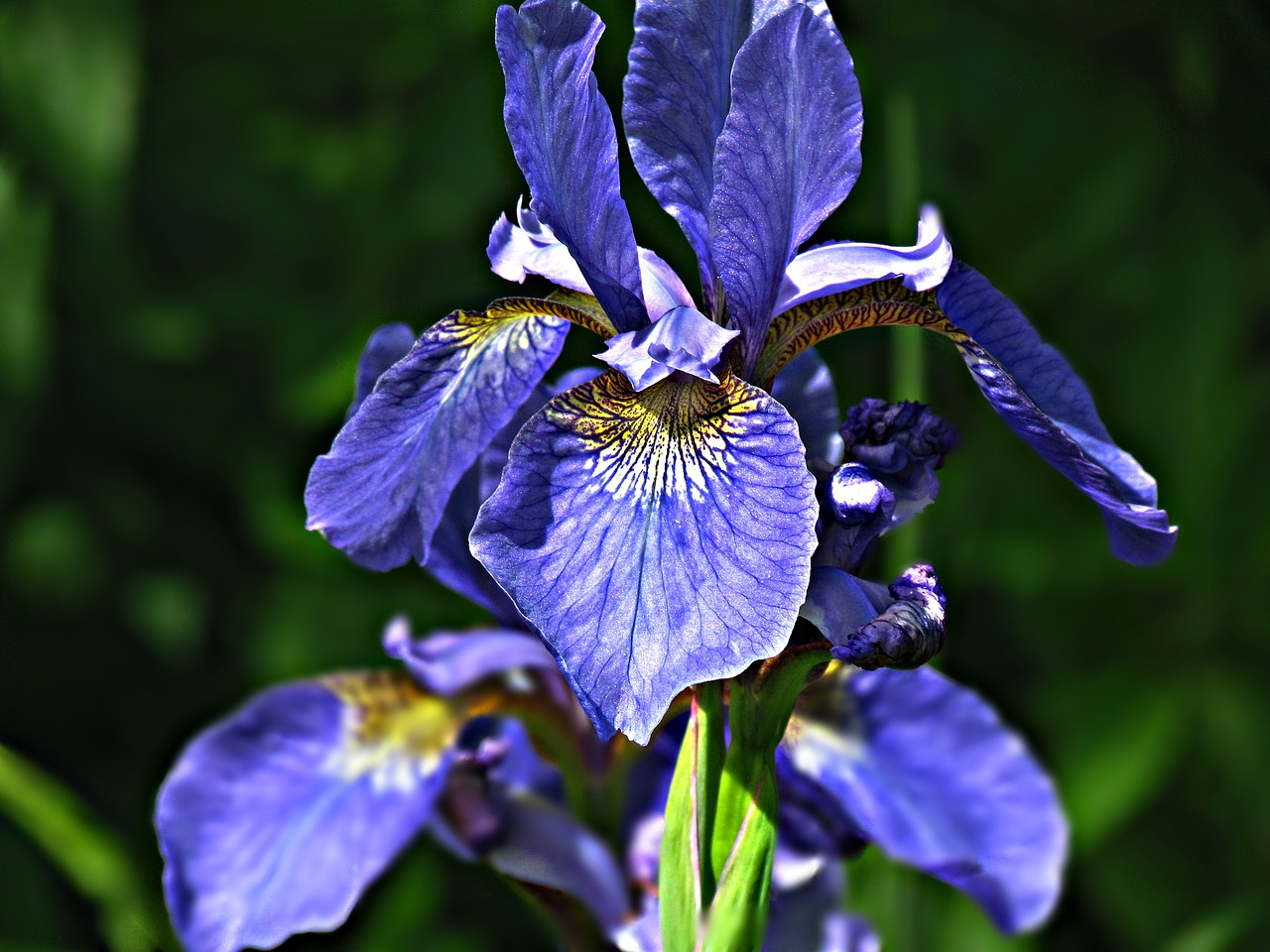 iris flower garden free photo