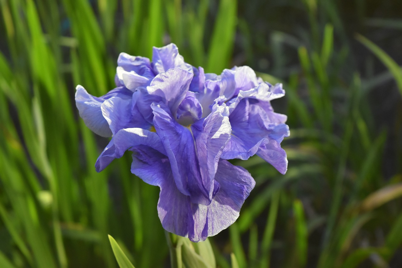 iris flowers purple free photo