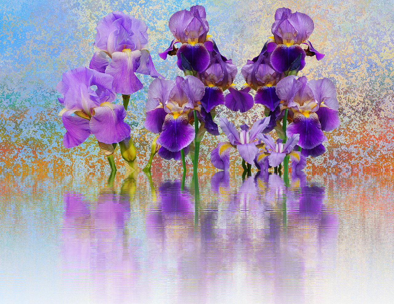 iris flower schwertliliengewaechs free photo