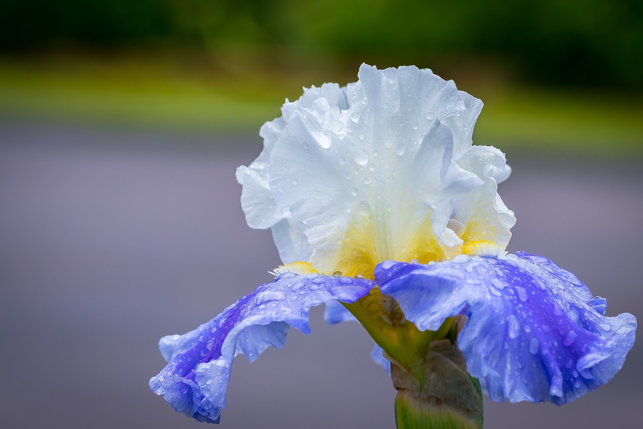 iris flower purple flower free photo