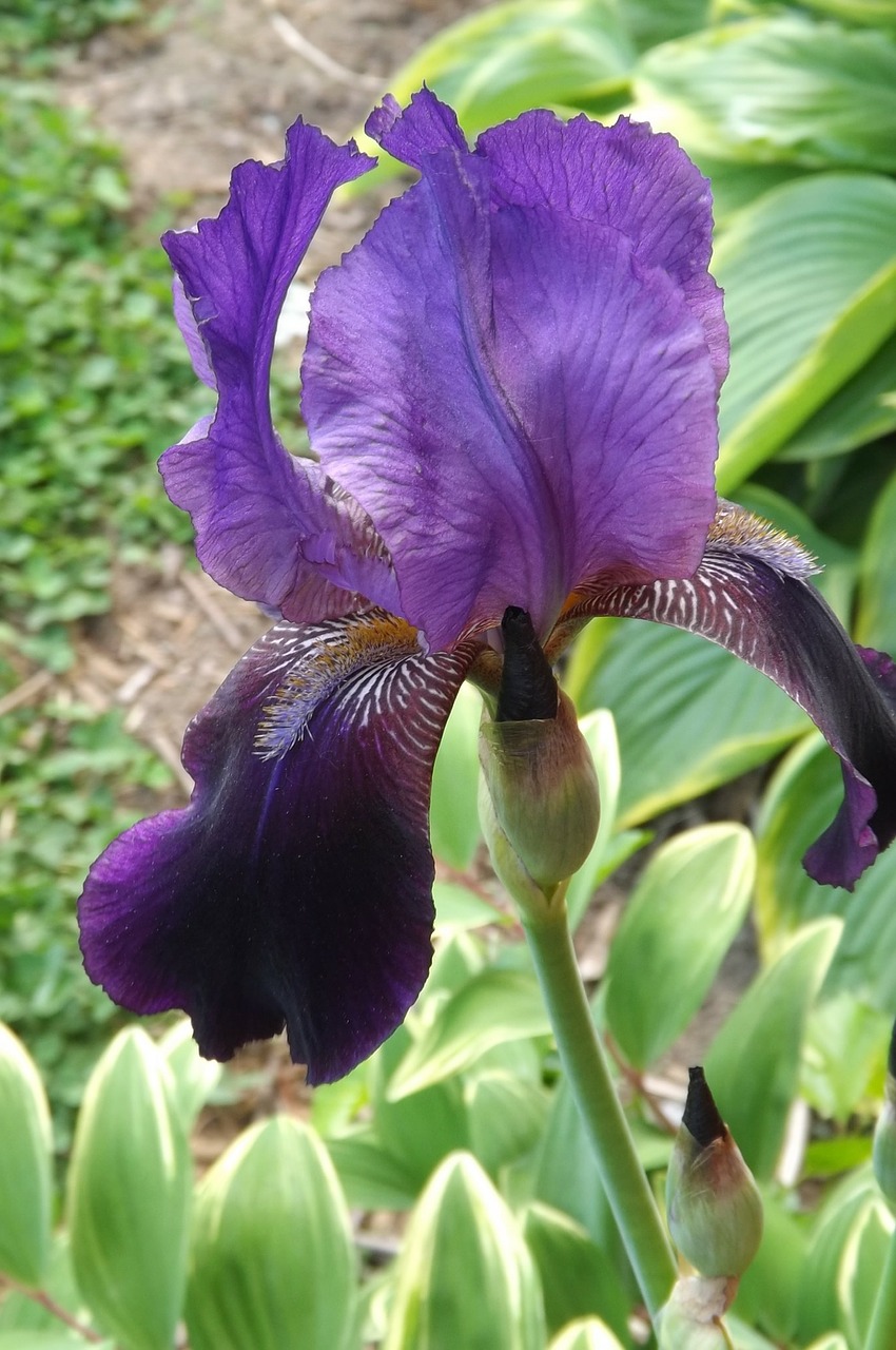 iris flower floral free photo