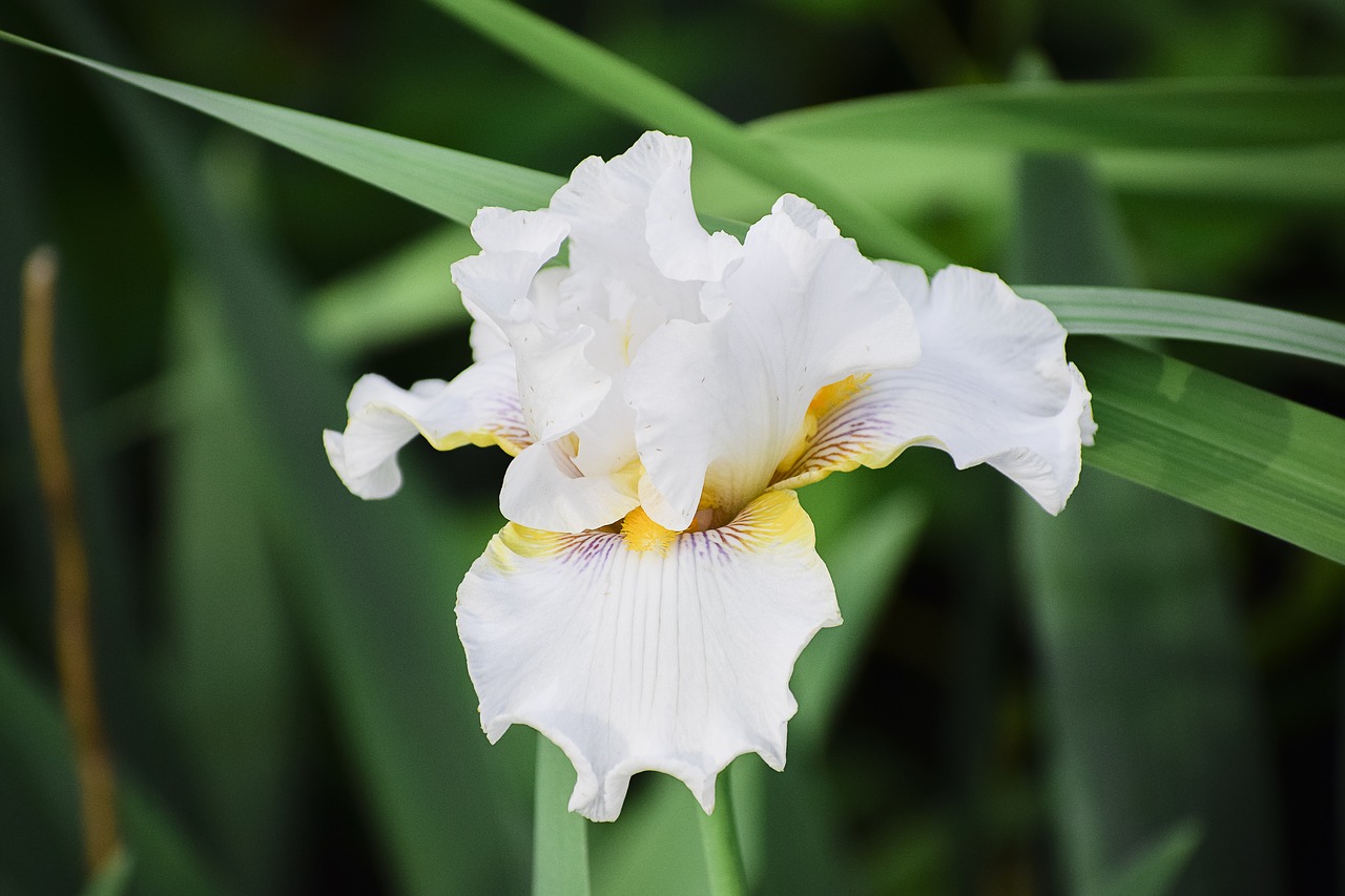 iris flower floral free photo