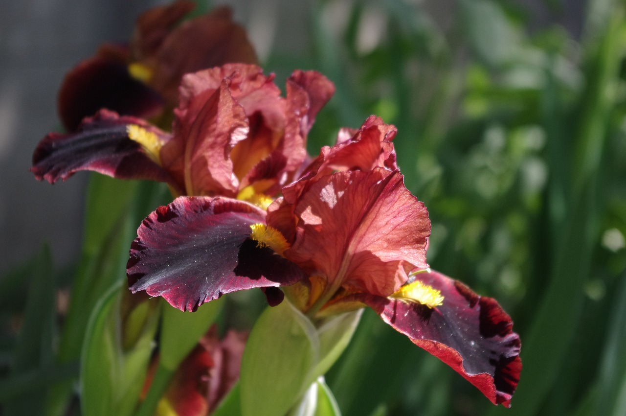 iris flower garden free photo