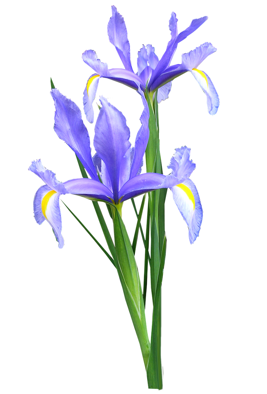 iris dutch flowers free photo