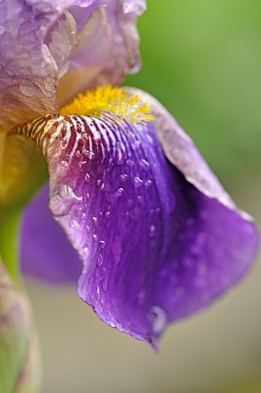 iris rain blossom free photo
