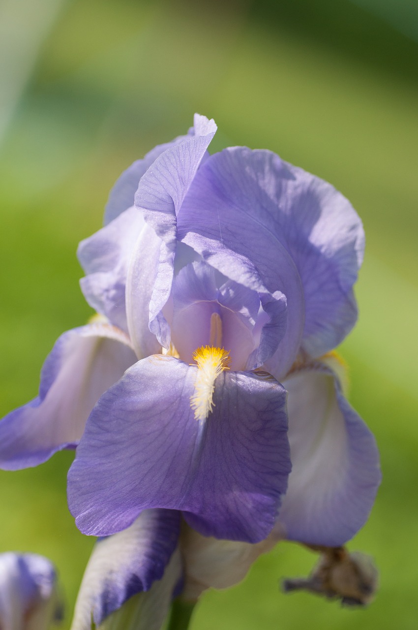 iris blossom bloom free photo