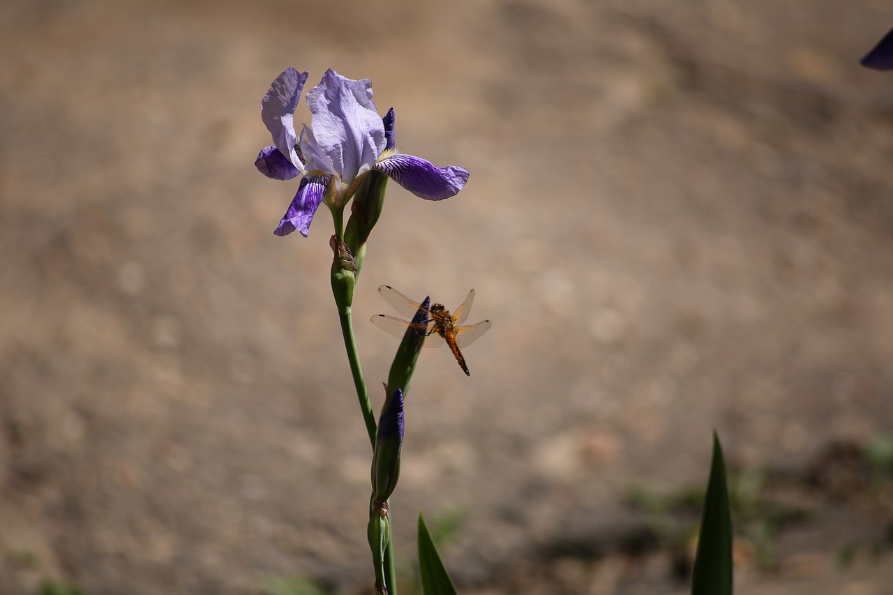 iris dragonfly flower free photo