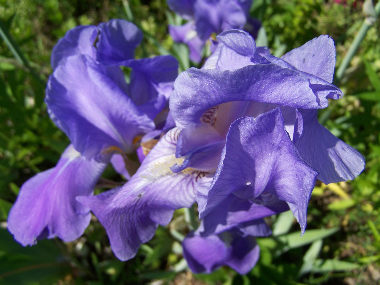 iris bluish-purple iris spring flower free photo