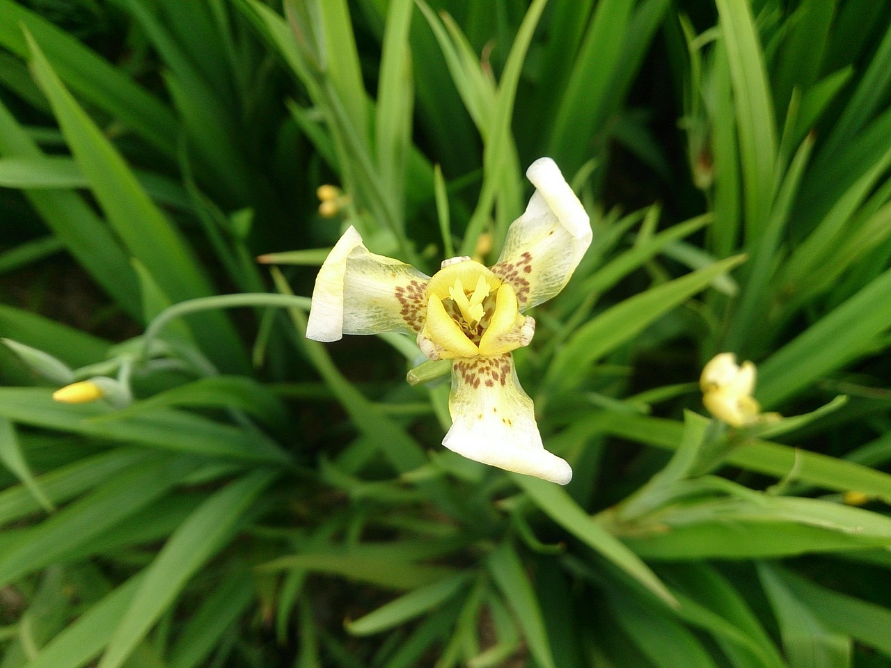 iris plant vincent van gogh free photo
