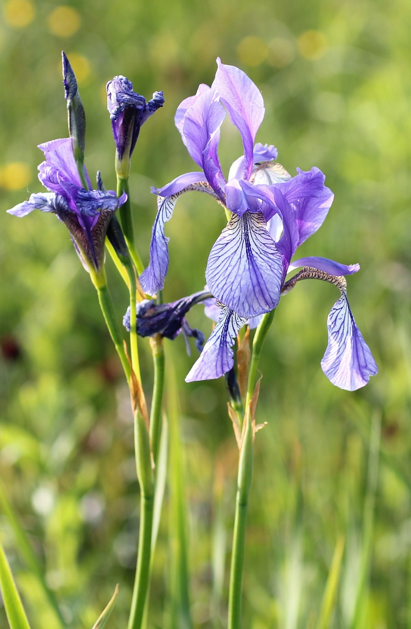 iris flower lily free photo