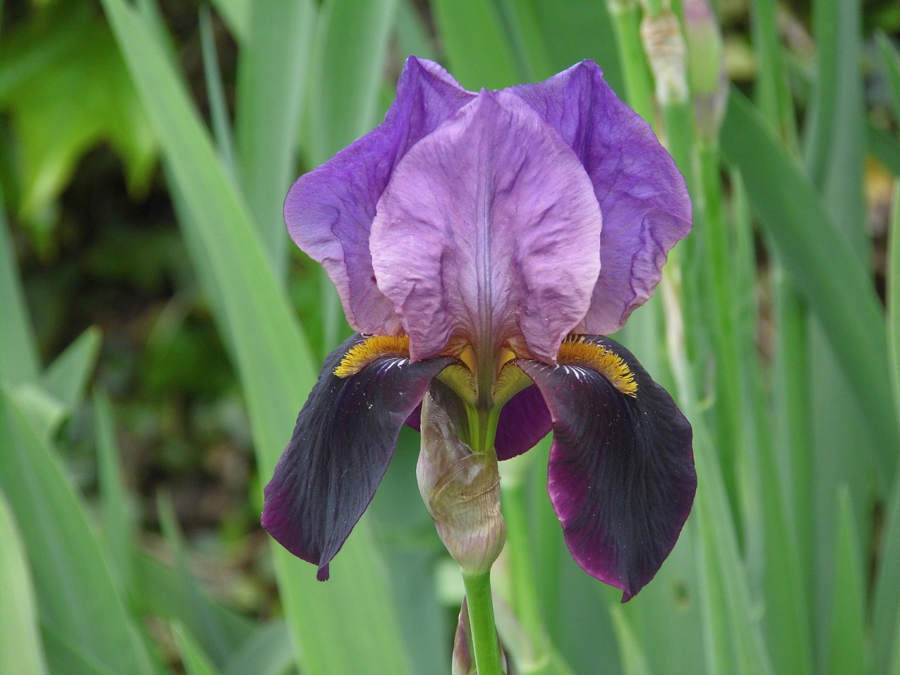 iris purple violet free photo