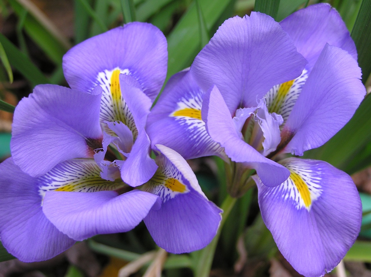 iris mauve flower free photo