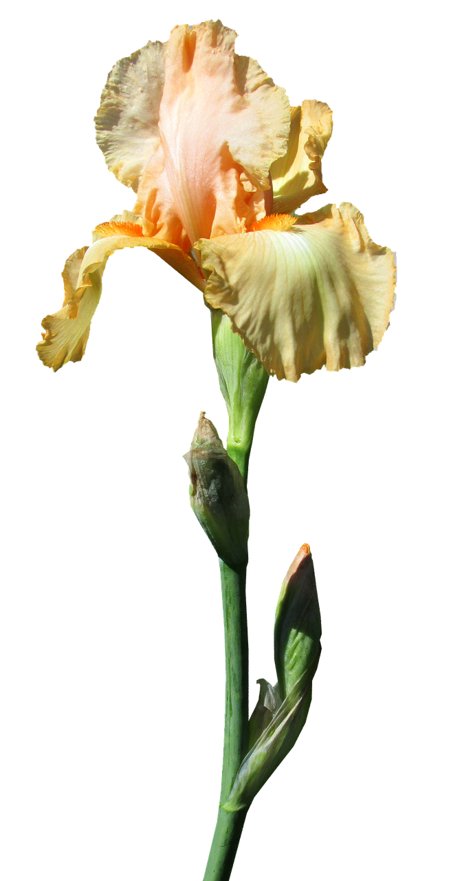 iris yellow stem free photo