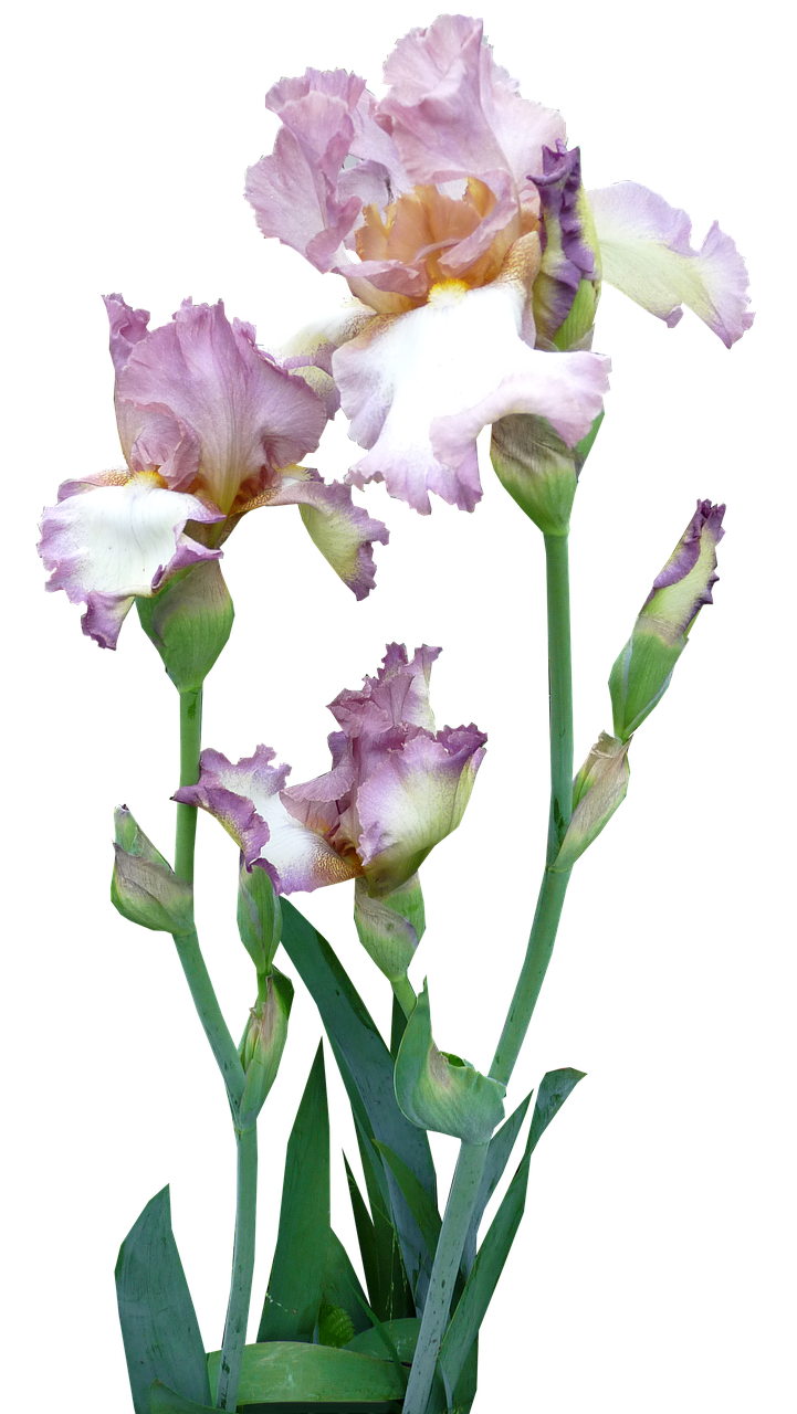 iris plant mauve free photo
