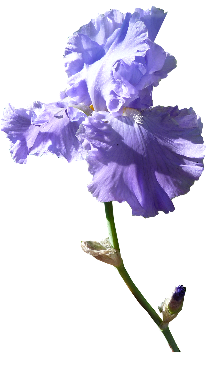 iris flower dark mauve free photo