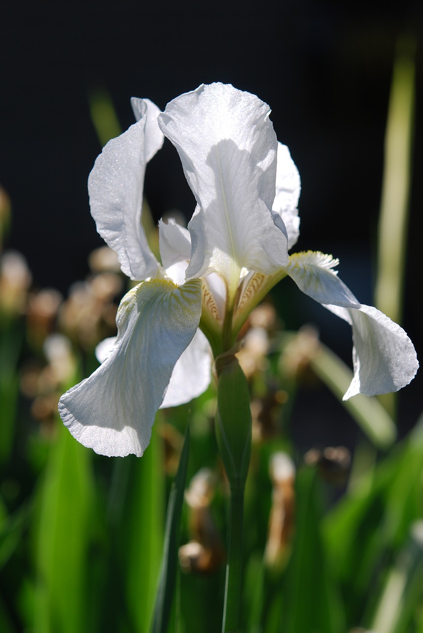 iris white flower free photo