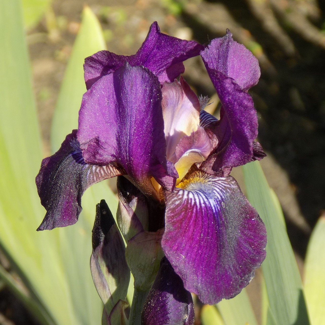 iris flower summer free photo