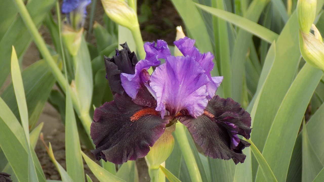 iris flower summer free photo