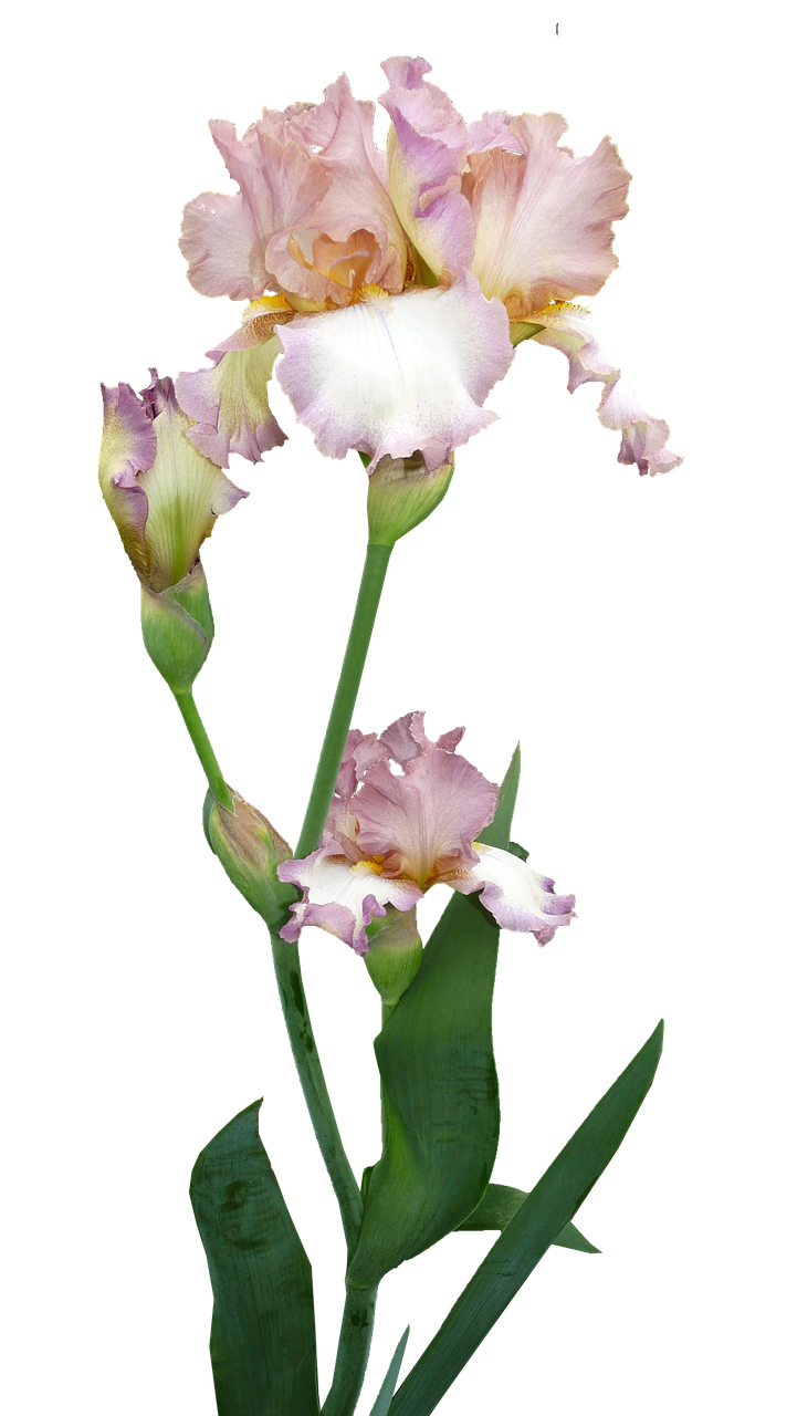 iris plant flower free photo