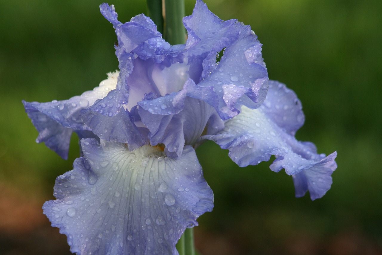 iris fresh rain free photo