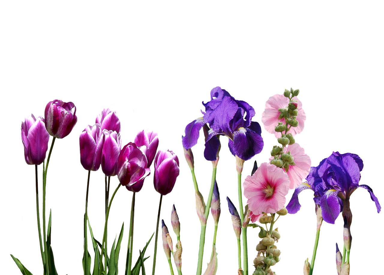 iris tulips flowers free photo