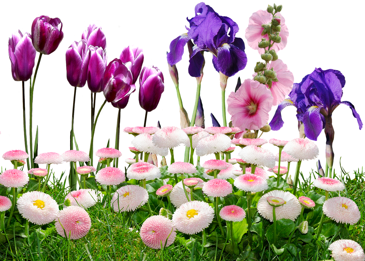 iris tulips flowers free photo