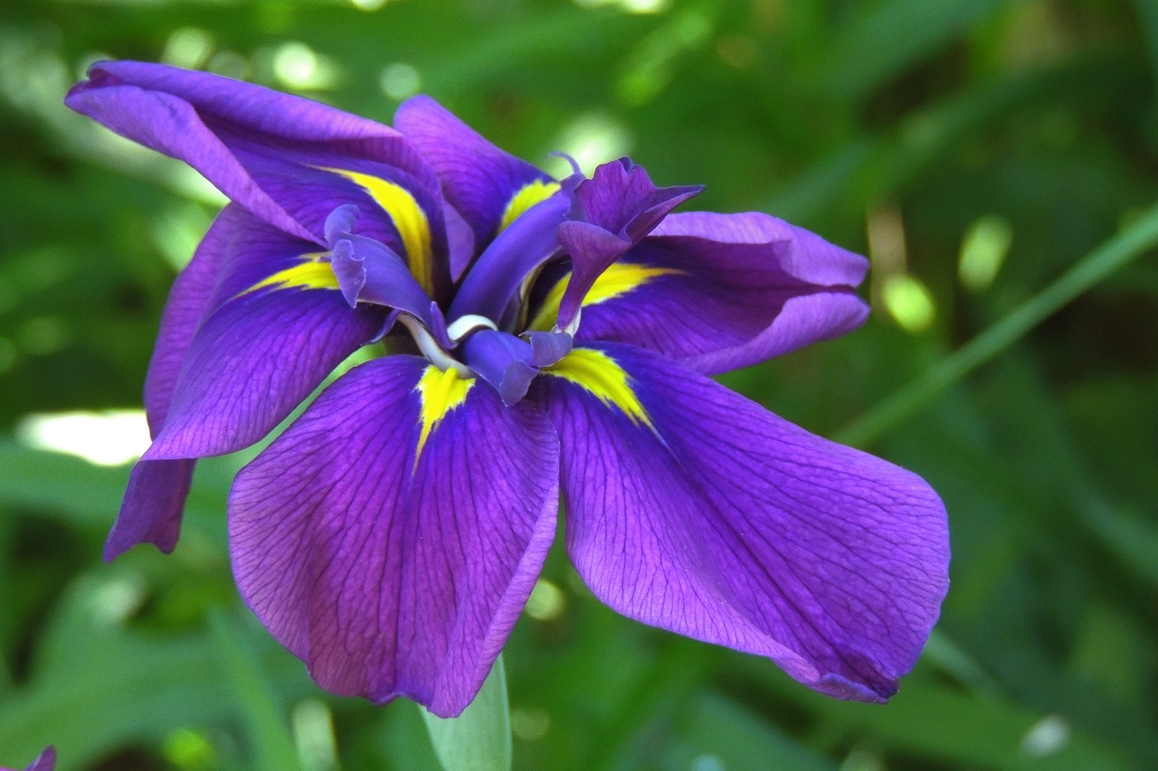 iris botanical purple free photo