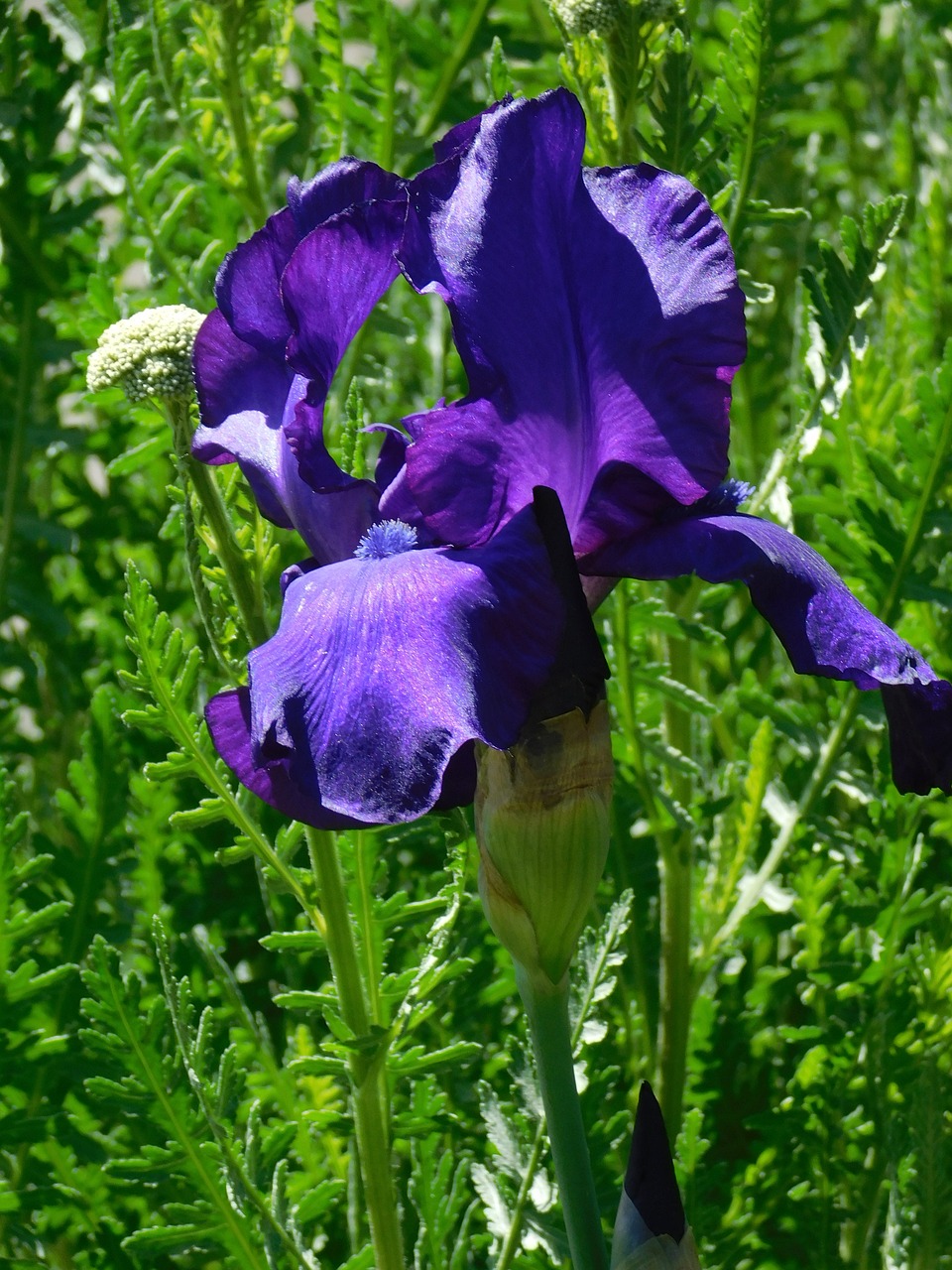 iris purple floral free photo