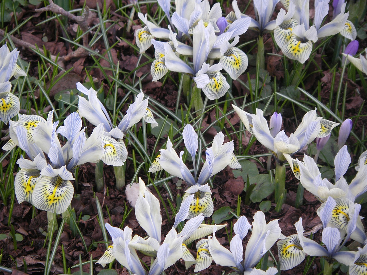 iris flowers yellow free photo