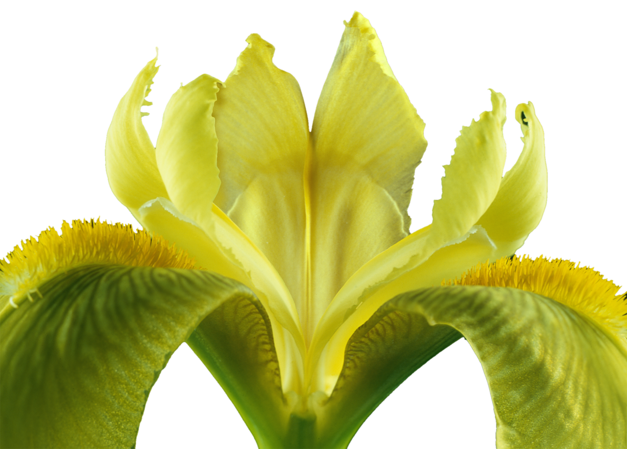 iris isolated blossom free photo